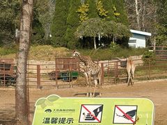 -大连森林动物园