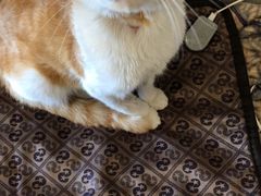-艾贝尔宠物医院·24H转诊中心·肿瘤猫专科(江宁双龙店)