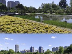 -群力丁香公园