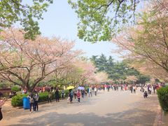 -武汉大学-樱园