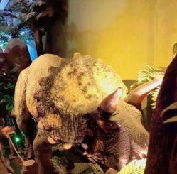 -恐龙探索乐园(磁器口店)