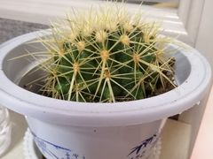 -中环花鸟鱼虫市场