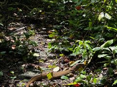 -武吉知马自然保护区