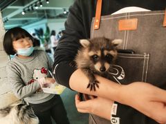 -浣熊柯尔鸭土拨鼠·电玩咖