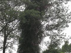 -中国科学院华南植物园