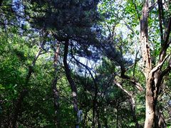 -北京西山国家森林公园