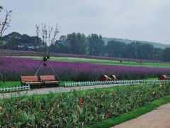 -莲花山花海