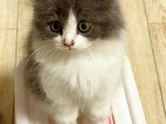 -欣宠猫屋·矮脚拿破仑·蓝金金渐层