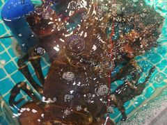 -驻海渔市(置信店)