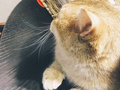 -逗柴咖啡屋·狗咖猫咖宠物桌游