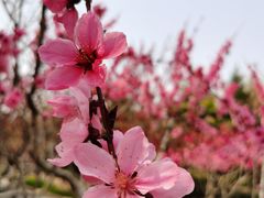 -大兴滨河森林公园