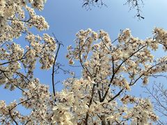 -上海共青森林公园