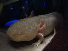 -悉尼海洋生物水族馆