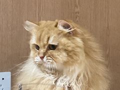 -MOCHA明星猫咖(田子坊店)