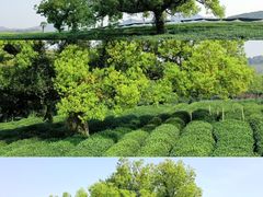 -茅家埠