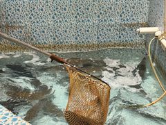 -鱼神·脆肉鲩 全鱼宴(西乡店)