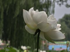 -莲花池公园