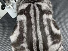 -唐小姐の猫狗洗护·购宠旗舰店(周浦万达店)