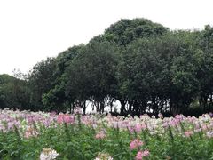 -松山湖梦幻百花洲