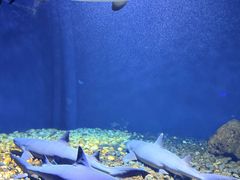 -海合安武汉极地海洋公园
