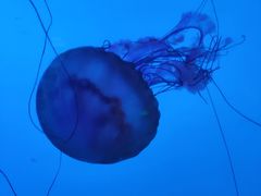 -太平洋海底世界