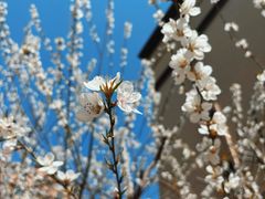 -瑞安威尼都