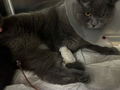 -瑞派·关忠动物医院·异宠专科·犬猫肿瘤·皮肤专科(望京店)