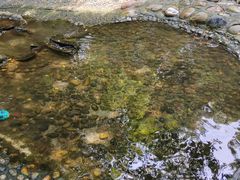 -成都市活水公园