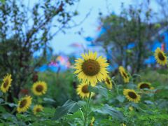 -杭州湾海上花田景区