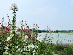 -上海辰山植物园