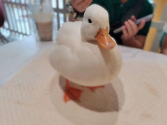 -RU DUCK柯尔鸭公社·撸鸭俱乐部·羊驼·小香猪