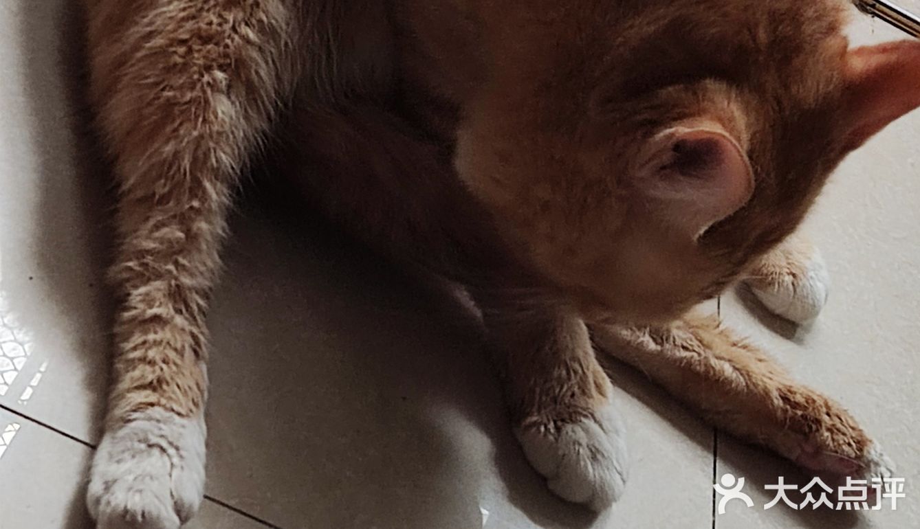 洗猫大行动