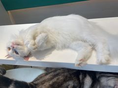 -飞行喵MR PILOT|猫舍·猫咖(静安大融城店)