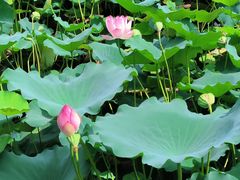 -荔湾湖公园