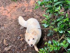 -金塔傣乡·云南民族特色菜·傣味手抓饭(金瓦路店)