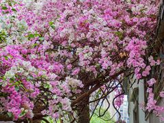 -深圳国际园林花卉博览园