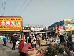 -中环花鸟鱼虫市场