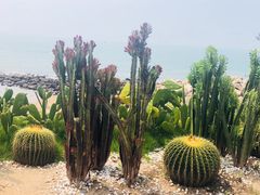 -广东惠东海龟国家级自然保护区