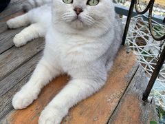 -喵屿·大理花园猫咖