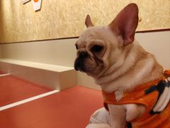 -和它·交个朋友·狗咖猫咖(爱琴海店)