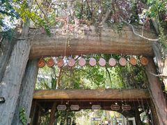 -西双版纳原始森林公园