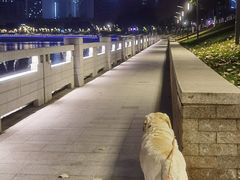 -半岛宠物医院24小时(科华中路店)