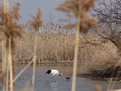 -盐城丹顶鹤湿地生态旅游区