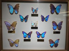 景点-上海昆虫博物馆