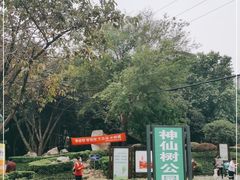 -神仙树公园