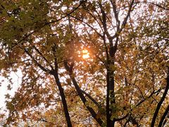 -大兴滨河森林公园