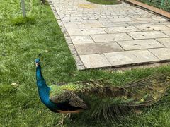 -中国扬子鳄村