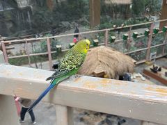 -南宫五洲植物乐园