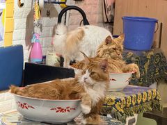 -平行世界·猫咖(首经贸店)