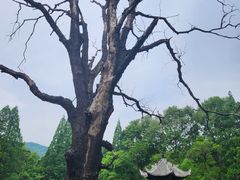 -习家池